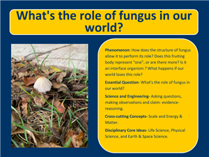Role of Fungus.png